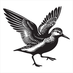 Obraz premium Dunlin Silhouette - Dunling Bird Clipart, Calidris alpina Design, Dunlin flapping Illustration in black and white