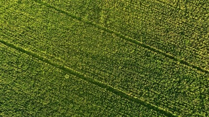 Vista aérea de un campo verde, donde destacan líneas diagonales que atraviesan el paisaje, dividiendo la vegetación en franjas bien definidas. Las plantas, con un tono verde vibrante y denso, cubren c