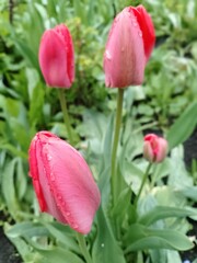 Naklejka premium flowers - spring beauty of the garden