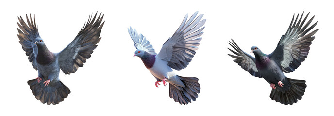 Flying pigeon set isolated on transparent background