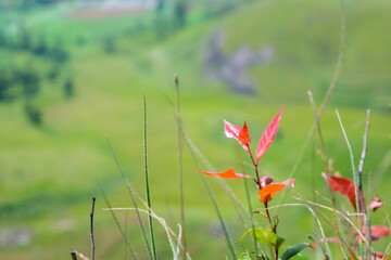 Beautiful Plant View on Mountain – Stunning Botanical Subject Amidst Majestic Mountain Landscape, Showcasing Nature's Harmony, Scenic Beauty, and Lush Greenery Under Clear Blue Skies
