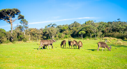 Naklejka premium Majestic Deer in Natural Habitat – Wild Deer Standing Amidst Lush Greenery in a Forest Environment
