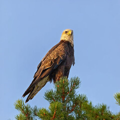 birds,eagles,animals,tigar,nature,flower, pink
