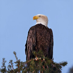 birds,eagles,animals,tigar,nature,flower, pink