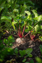Rote Bete im Garten ernten, frisches Gemüse anbauen
