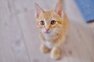 上目遣いの仔猫　cute kitten
