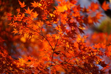 真っ赤な紅葉