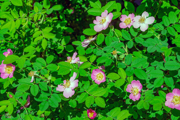 Wild rose flowers on shrub branches with green leaves, beautiful summer, spring background