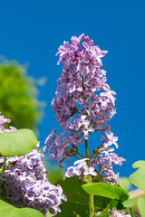 Blooming lilac branch, beautiful spring background