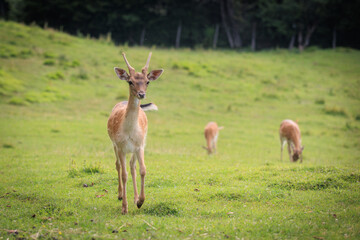New Forest wild deer near Dolomites, Italy.