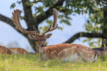 New Forest wild deer near Dolomites, Italy.