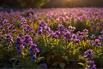 Obraz premium Vibrant Field of Purple Flowers Basking in the Glow of a Bright Sun Capturing the Beauty of Nature’s Bloom