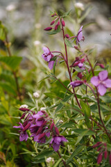 Wildflowers in Alaska during summertime in Glacier Bay National Park