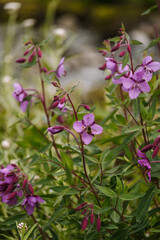 Wildflowers in Alaska during summertime in Glacier Bay National Park
