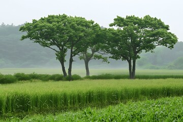 Obraz premium Green Trees in a Field on a Foggy Day