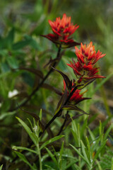 Wildflowers in Alaska during summertime in Glacier Bay National Park