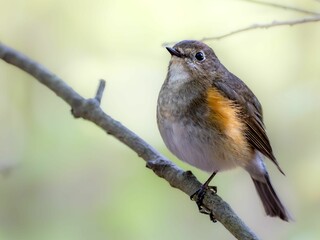 森の中の暗い木陰で枝に留まって周りを見渡しているルリビタキ。リラックスして片足立ちしている様子。