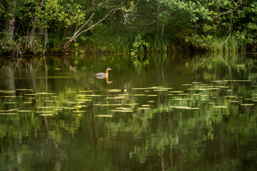 Red-necked grebe (Podiceps grisegena) swimming in a forest lake