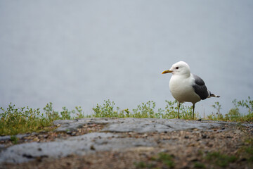 Common Gull (Larus canus) standing by a lakeside