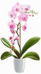 Obraz premium Orchid on a white background 