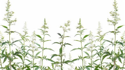 Fototapeta premium Blooming ragweed in the warm season serves as an allergen for allergy sufferers on a white background 