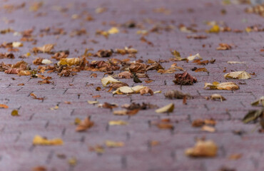 Autumn leaves on the pavement street. Autumn vibes background