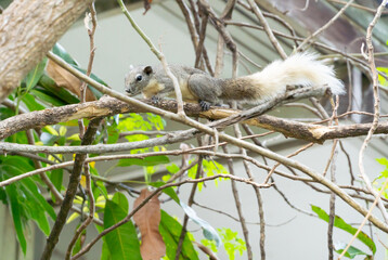A gray squirrel with a yellow belly and a white tail is sitting on a branch.