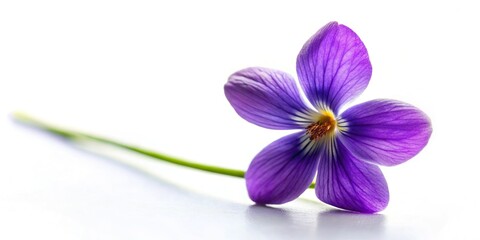 delicate fragile violet petals isolated white background crisp sharp focus studio photography still life