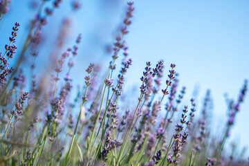 A field of lavender flowers with a clear blue sky in the background © svetograph