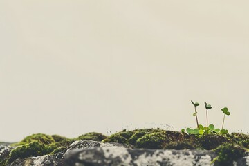 Green Plants Growing on a Rock
