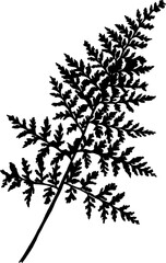 Hand drawn silhouette Ferns from awstudios collection.
