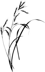 Hand drawn silhouette Grass from awstudios collection.