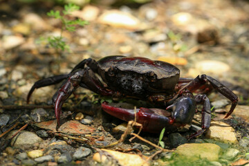 red rock crab on the ground, close-up of a crab