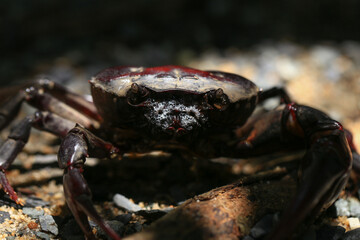 red rock crab on the ground, close-up of a crab