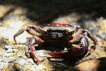 red rock crab on the ground, close-up of a crab
