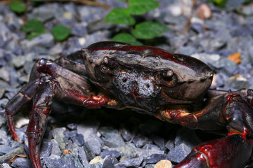 red rock crab on the ground, close-up of a crab