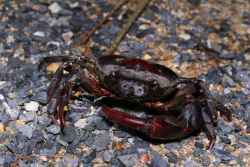 red rock crab on the ground, close-up of a crab