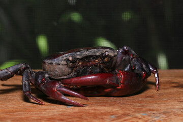 red rock crab on the ground, close-up of a crab