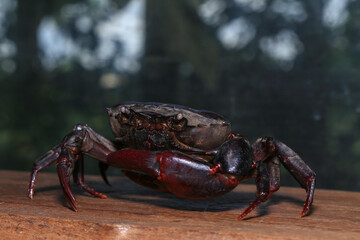 red rock crab on the ground, close-up of a crab