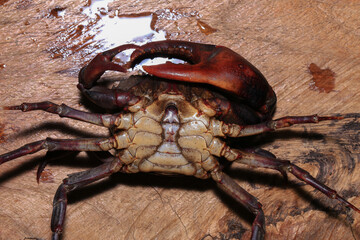 red rock crab on the ground, close-up of a crab