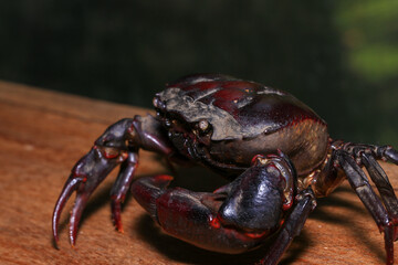 red rock crab on the ground, close-up of a crab