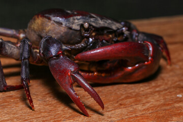 red rock crab on the ground, close-up of a crab