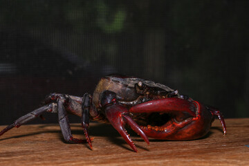 red rock crab on the ground, close-up of a crab