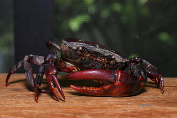 red rock crab on the ground, close-up of a crab