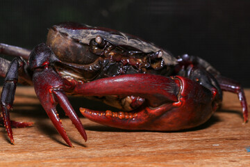 red rock crab on the ground, close-up of a crab