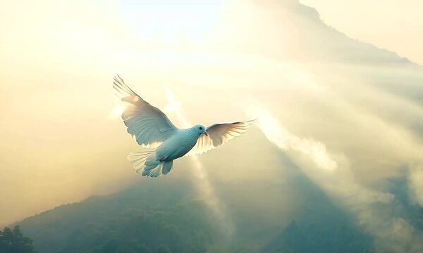 white pigeon flying on nature background