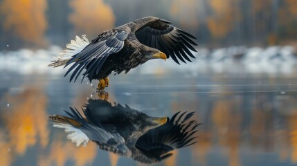 Obraz premium Stunning eagle photo , Crisp eagle image , Elegant eagle flying , Peaceful lake scene