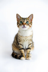 Obraz premium A close-up portrait of a curious tabby cat with large green eyes and a fluffy coat. The cat is sitting upright against a white background, showcasing its distinct stripes and white chest.