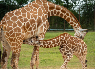 Giraffe mother nuzzling calf in grassy enclosure, displaying distinctive spotted patterns.