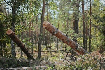 a large forest with pine and birch trees where was a storm and some trees were damaged and broken